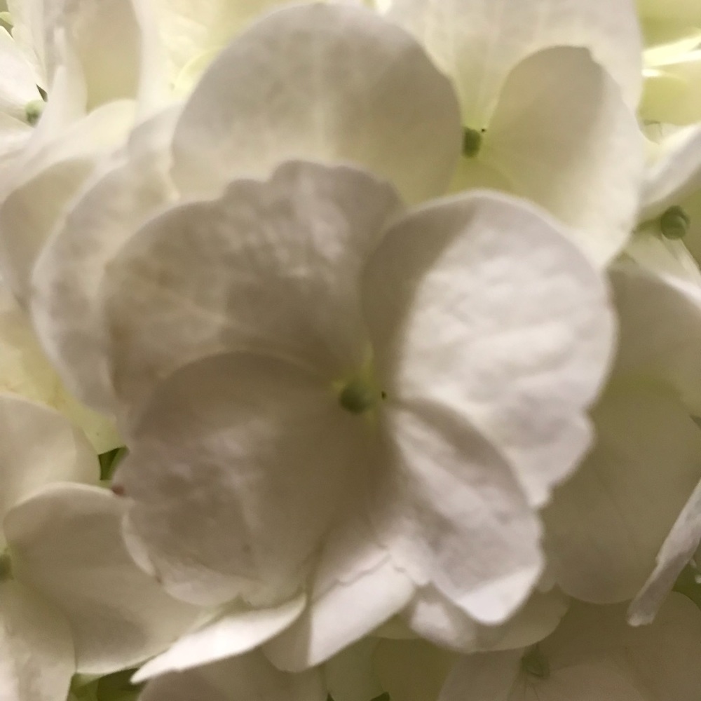 Meet your Posher, Clare